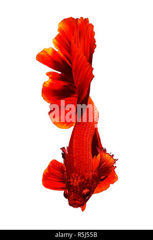 Rosso Betta Thai o siamese fighting fish Foto Stock