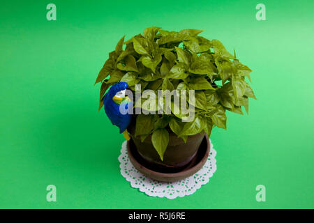 Chili Pepper Plant e pappagallo Foto Stock