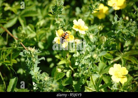 Fly hedgehog Foto Stock