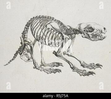 Porcospino. Osteographia, o l'Anatomia delle ossa. Londra, 1733. Fonte: 47.i.12 capitolo VII. Autore: Cheselden, William. Foto Stock