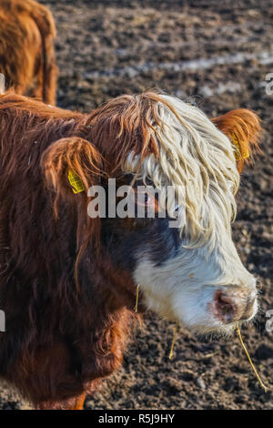 In prossimità di una mucca marrone divertente con taglio di capelli bianchi Foto Stock