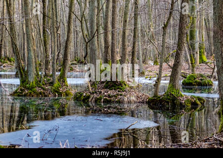 Ghiaccio su una palude e zona umida con alberi e acqua in background in Poratz Uckermark Brandenburg Germania Foto Stock