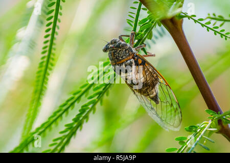 Cicala si siede su un ramo in habitat naturali Foto Stock