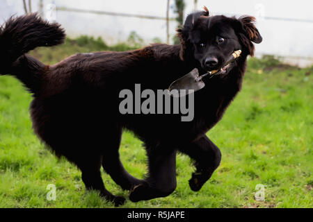 Il nero di razza del cane di Terranova con un giardino la pala nella sua bocca mentre fugge in un divertente pongono Foto Stock
