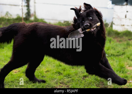 Il nero di razza del cane di Terranova con un giardino la pala nella sua bocca mentre fugge in un divertente pongono Foto Stock