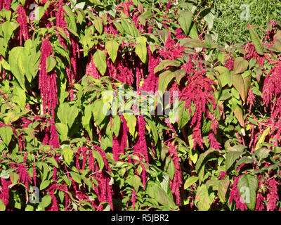 Ama si trova lo spurgo o fiocco di piante in fiore ( Amaranthus caudatus ) in settembre, REGNO UNITO Foto Stock