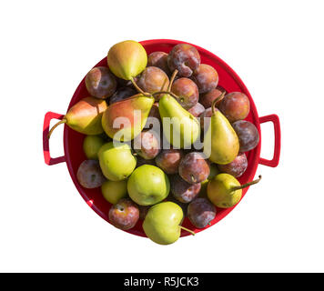 Appena raccolto frutti compresi green mele, susine e pere in una ciotola rossa su uno sfondo bianco. Foto Stock