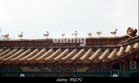 I gabbiani salto nel verde giardino del lago di Kunming Foto Stock