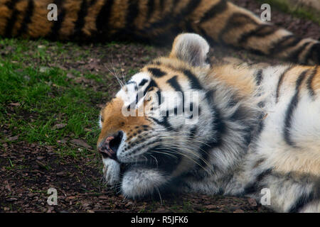 Tiger dormire a terra Foto Stock