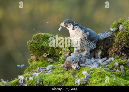 Un falco pellegrino con la sua preda. L'immagine mostra l'uccello guardando a destra su una pernice morto è stato spennatura e mangiare Foto Stock