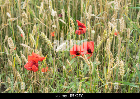 Rosso lungo capo-campo di papavero, blindeyes, Papaver dubium. Fiore in fiore in un ambiente naturale Foto Stock