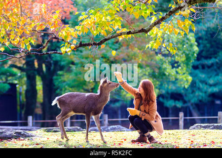 Stagione Autunnale con belle color acero al Parco di Nara, Giappone Foto Stock