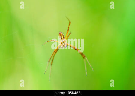 Zebra spider,argiope bruennichii,maschio nel web Foto Stock