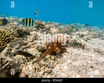 Reef polpo (Octopus cyanea) sulla barriera corallina Foto Stock