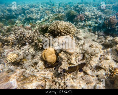 Reef polpo (Octopus cyanea) sulla barriera corallina Foto Stock