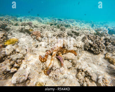 Reef polpo (Octopus cyanea) sulla barriera corallina Foto Stock