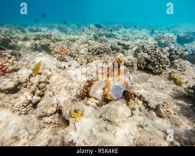 Reef polpo (Octopus cyanea) sulla barriera corallina Foto Stock