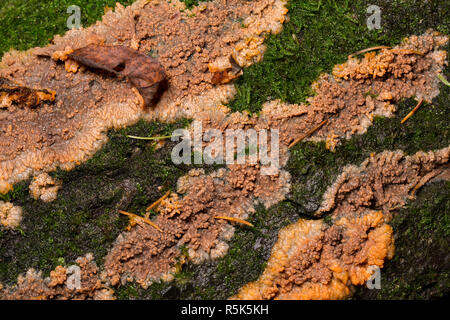 Crosta rugosa di fungo, Phlebia radiata, che cresce su un ramo caduto nei boschi nel nord Inghilterra Dorset Regno Unito GB Foto Stock