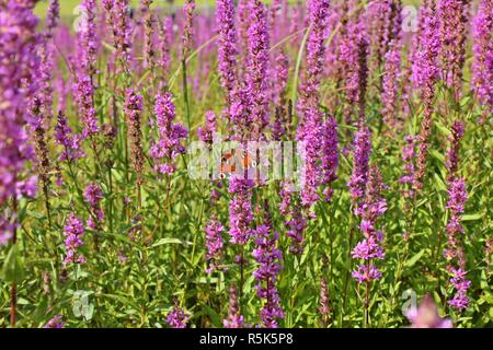 Farfalla pavone (aglais io) a loosestrife comune (Lythrum salicaria) nel vuoto Edersee Foto Stock