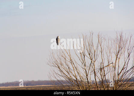 Falcon alla ricerca di una preda, in piedi su un albero in un campo di attesa. Foto Stock