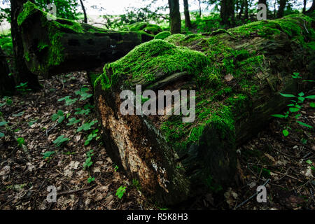 Vecchi tronchi di alberi coperti di muschio. Foto Stock