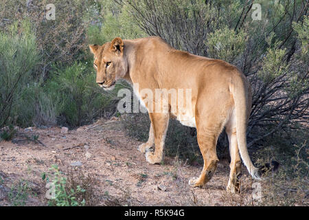 Leonessa a piedi attraverso la spazzola, sguardo sulla spalla Foto Stock