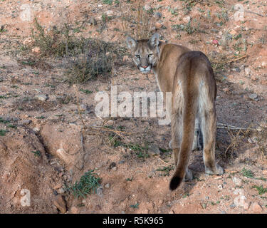 Giovane Montagna Lion volgendo lo sguardo sulla spalla Foto Stock