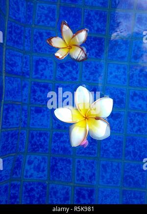 Esotici colorati fiori di ibisco deriva in una piscina di Bali Foto Stock