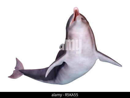 3D Rendering Dolphin su bianco Foto Stock