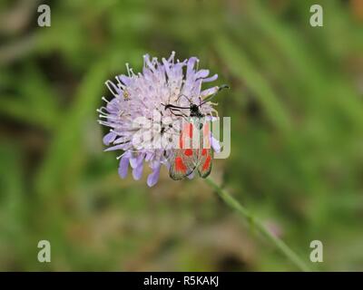 Beilfleck-ram (zygaena loti) sul campo-vedova del fiore (knautia arvense) Foto Stock