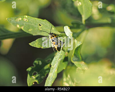 Pattern suggestivo di giallo arancio forma di ornati Shieldbug (Eurydema ornata) alimentazione sul fogliame verde in Toscana, Italia avverte di gusto sgradevole Foto Stock