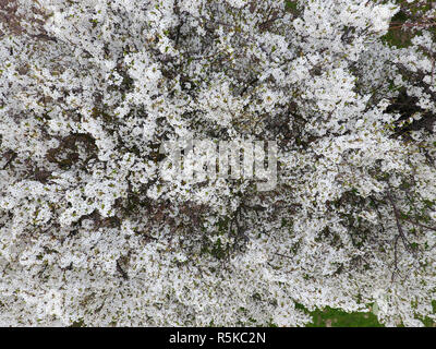 Blooming Cherry Plum. Fiori bianchi di prugna alberi sui rami di un albero. Spring Garden. Foto Stock