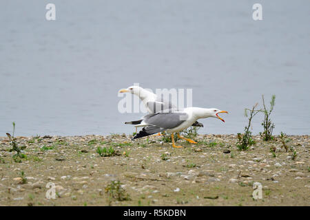 Adulto gabbiano mediterraneo in abito di razza Foto Stock