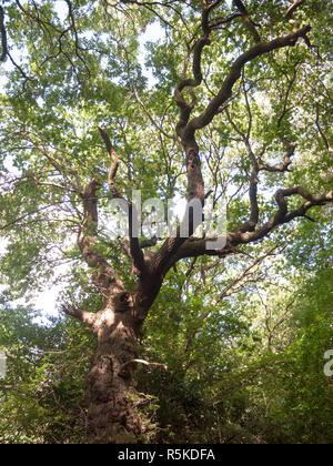 Oltre sentito vista di quercia rigogliosa e vibrante in un giorno d'estate nella foresta Foto Stock