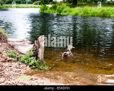 Brown germano reale da dietro vicino fino al di fuori sul fiume Foto Stock