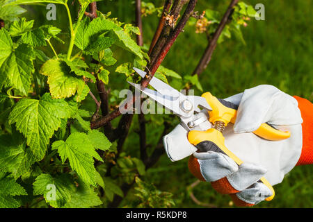 Giardiniere la mano con le forbici per potatura Foto Stock