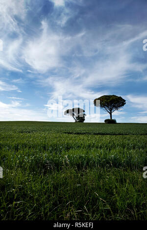 In legno di pino nei campi Foto Stock