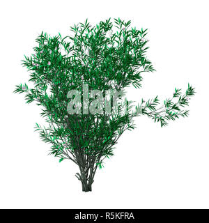 3D Rendering Bush Oleandro con fiori su bianco Foto Stock