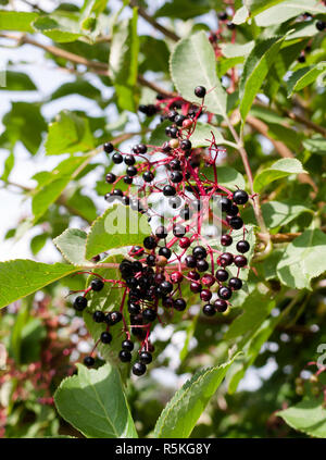 Sambucus o bacche di sambuco che cresce su un albero in luce estiva Foto Stock