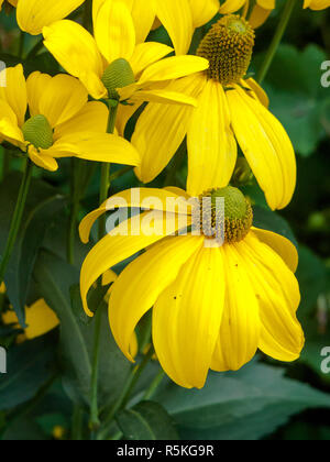 Bellissimo fiore giallo con petali cascante (Rudbeckia lacinata "sole autunnale) Foto Stock