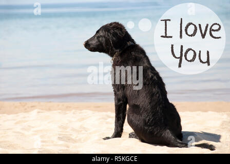 Dog Con La Spiaggia Sabbiosa Testo Buon Compleanno Foto