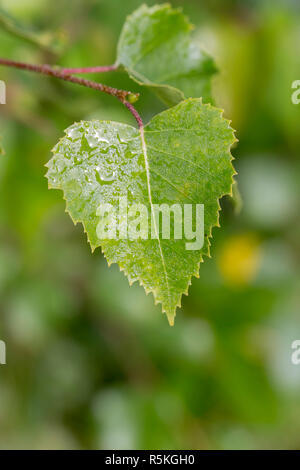 Wet Betulla foglie Foto Stock