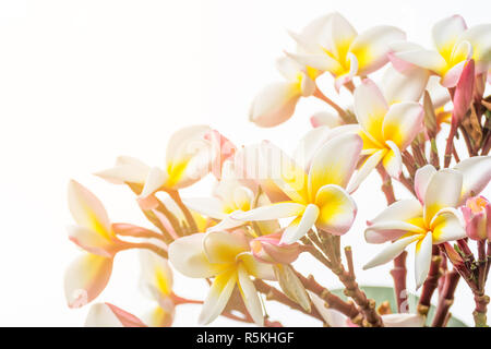 Close up Lan thom flower Foto Stock