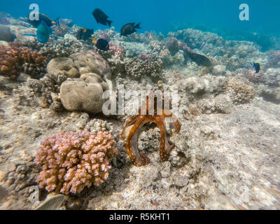 Reef polpo (Octopus cyanea) e pesce sulla barriera corallina Foto Stock