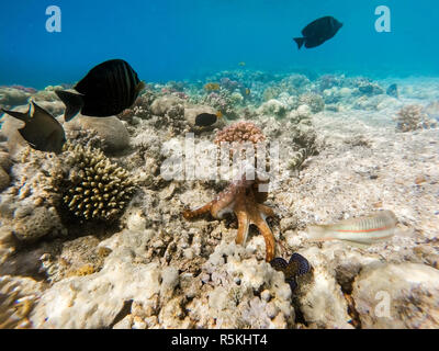 Reef polpo (Octopus cyanea) e pesce sulla barriera corallina Foto Stock