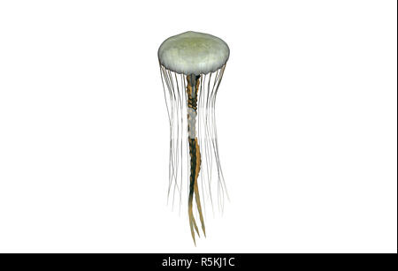 Nervature meduse libera Foto Stock