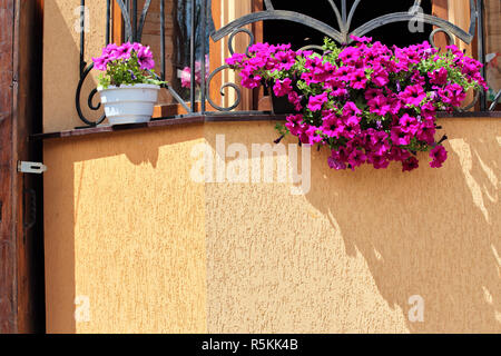 Bella viola nelle petunie in vasi di fiori decorazione di windows in estate. Foto Stock