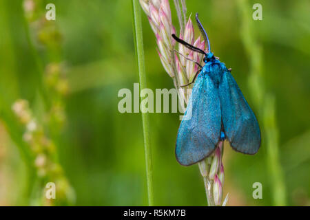 Dockyard ramadins verde (adscita statices) Foto Stock