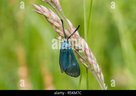 Dockyard ramadins verde (adscita statices) Foto Stock