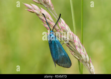 Dockyard ramadins verde (adscita statices) Foto Stock